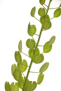 Ackerhellerkraut, Thlaspi arvense L., nach der Blüte,  Samenstände mit  grünen, Schötchen