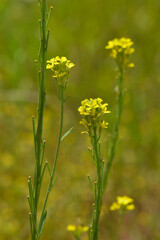 Obraz premium Acker-Schöterich, Erysimum cheiranthoides L., blühende Einzelpflanzen