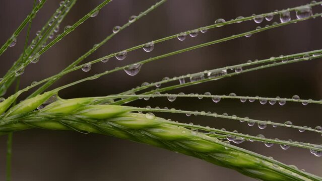 Close Up of Wheat and Morning Dew Blowing in the Wind