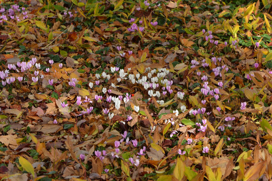 Alpenveilchen, Efeubl&auml;ttriges Alpenveilchen, Cyclamen hederifolium,  zwischen  Herbstlaub  im Halbschatten eines  Baumes