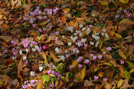 Alpenveilchen, Efeublättriges Alpenveilchen, Cyclamen hederifolium,  zwischen  Herbstlaub  im Halbschatten eines  Baumes