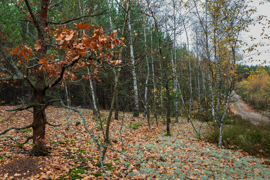Forest fall landscape with trees and lichens next to forest path. Autumn in the woods.