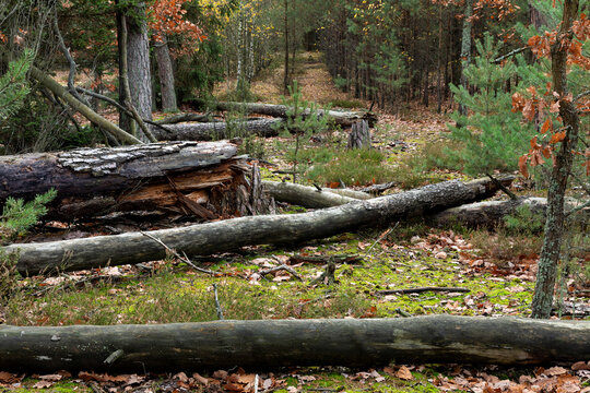 Autumnal forest with dead, fallen trees. Natural wood decay. Ecology concept.