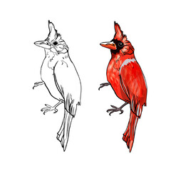 The red cardinal in the Christmas illustration. Winter illustration for postcards, invitations.