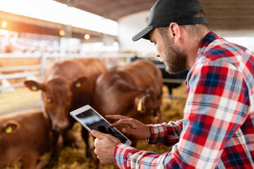 Farmer using digital tablet in livestock, standing among cows. Connected farming. - obrazy, fototapety, plakaty