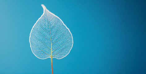 leaf on blue background