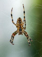 weibliche Gartenkreuzspinn (Aaraneus diadematus) im Netz von unten