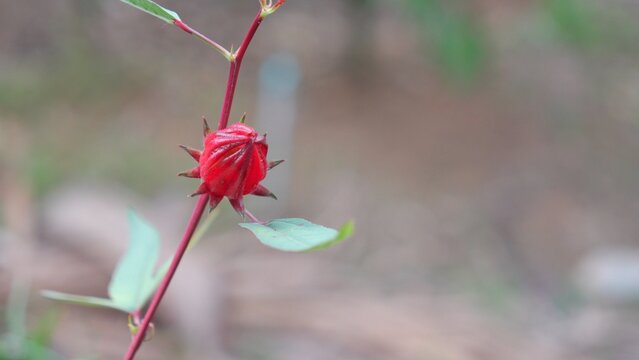 Hibiscus sabdariffa tree in the garden.