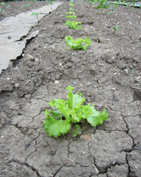 Pianta di insalata lattuga verde coltivata in terreno bio da agricoltori ecosostenibili