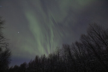 Scenic view of the northern lights over a snowy forest in Ivalo, Lapland, Finland at night