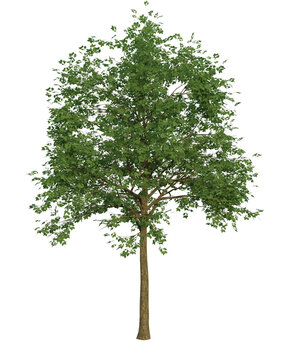 Albero con e senza foglie bianche, arancioni, verdi, gialle, rosse fondo trasparente e isolato inverno con e senza neve