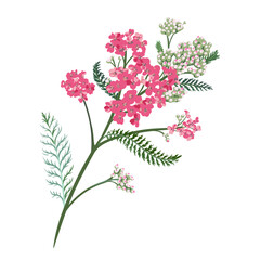 Yarrow flower. Medicinal plant isolated on white background. Achillea Millefolium. Vector hand drawn herb illustration. 
