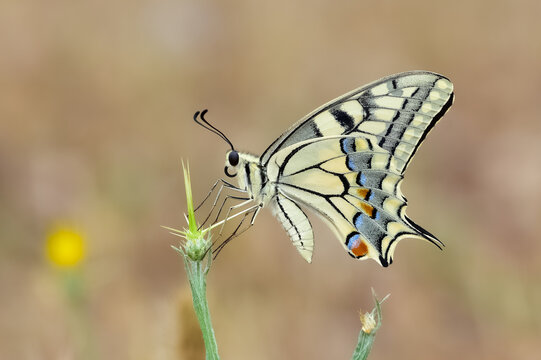 photos of wild animals and butterflies