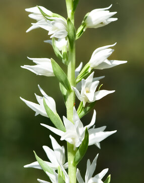 wild plants and flowers. wild white orchid photos