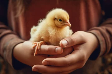 Foto op Canvas Newborn little adorable chick in kids hands © EdNurg