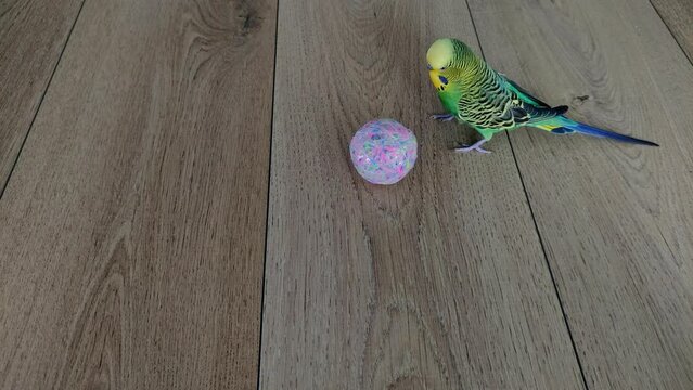 Adorable budgerigar playing with a ball on the floor