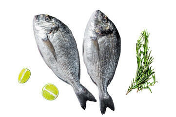 Raw sea bream dorado fish ready for cooking.  Transparent background. Isolated.