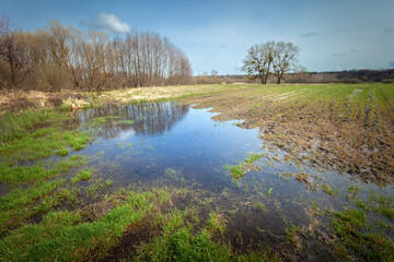 View of a country field after rain and trees on the horizon, April day in eastern Poland