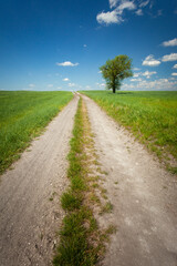 Obraz premium Dirt road through green fields and a lonely tree on the horizon, a sunny May day in Staw, eastern Poland