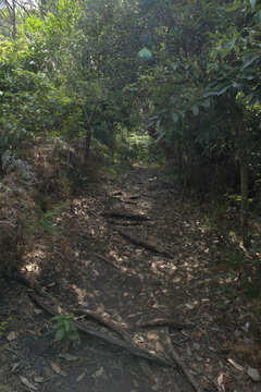 The old highway descends down a small cutting through the woods.