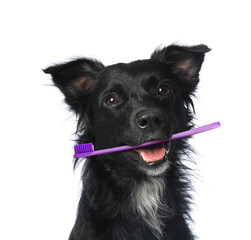 Cute dog with toothbrush in mouth isolated on white. Animal oral hygiene