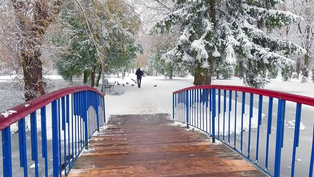 Lonely man walks in snowy Topilche Park in Ternopil town, Ukraine, Europe. Calm morning scene with blue pedestrian bridge and fir and willow trees. 4K video (Ultra High Definition).