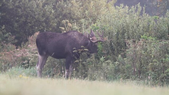 Mammals bull Moose ( Alces alces ) North part of Poland, Europe autumn time animal feeds on bush