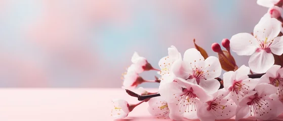 Gordijnen Close-up of blossoming sakura branch, spring time banner © Sergio