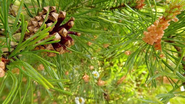 Young long shoots on pine Pinus densiflora Umbraculifera with evergreens background. Stunning spring scene of botanical garden with Pinaceae family plants. 4K video (Ultra High Definition).
