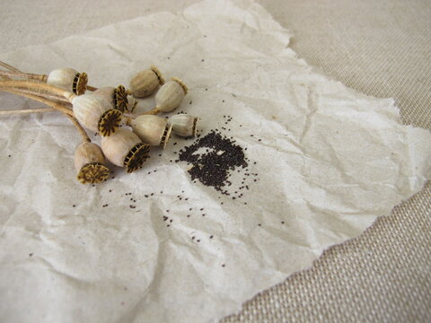 Seeds from common poppy and seed capsules