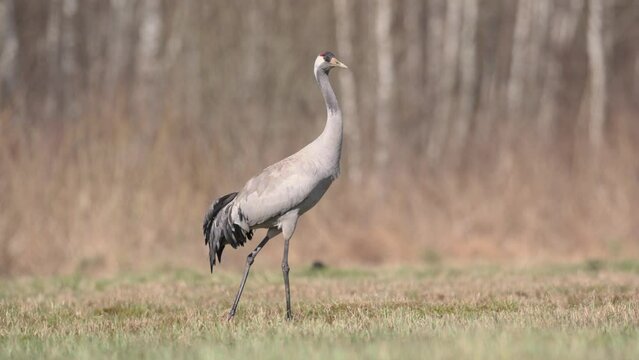 Wild common crane, grus grus, walking on hay field in spring nature. Large feathered bird landing on meadow from side view. Animal wildlife in wilderness Poland Europe spring time meadow