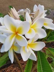 Close-up of beautiful white and yellow Frangipani flower