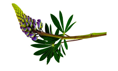 Purple lupine flower with green leaves isolated on a white background