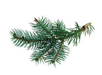 Pine branch. Isolated on a white background. Gardening propagation concept