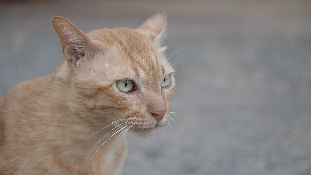 An orange Asian cat is sitting on the ground.