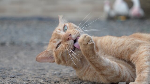 An orange cat is licking his feet.