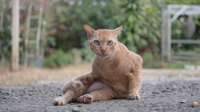 An orange Asian cat is sitting on the ground.