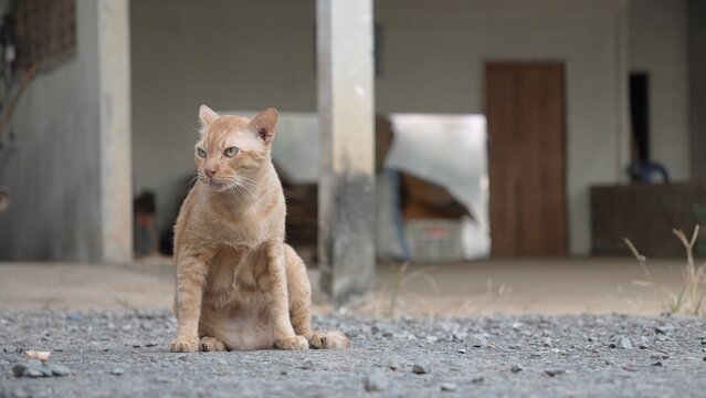 An orange Asian cat is sitting on the ground.