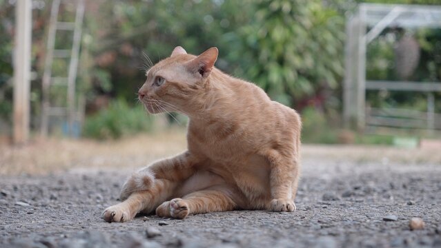 An orange Asian cat is sitting on the ground.