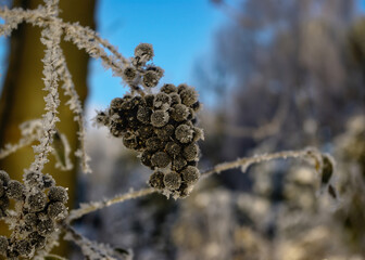 Ein bezauberndes Bild zeigt frostüberzogene Beeren, die an zarten Ästen eines Strauches hängen,...