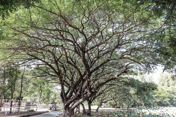 tree in the park