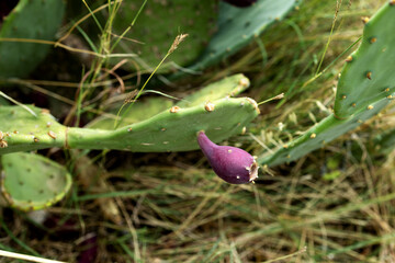 The red fruit of the prickly pear cactus on the grass