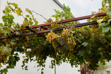 Ripe bunches of grapes on a high support near the house. Montenegro