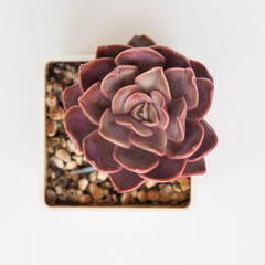 Rosette Echeveria Kisses succulent on white background top view