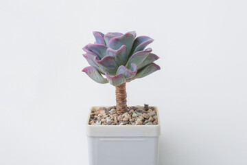 Houseplant in pot. Echeveria Orpett Succulent flower on white background