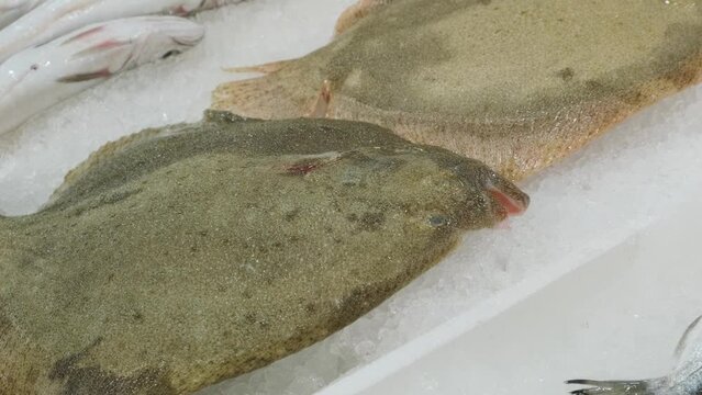 Raw fresh turbots lying on ice counter at seafood market in Athens, Greece. Open shelf with kalkan at fish market. Close up