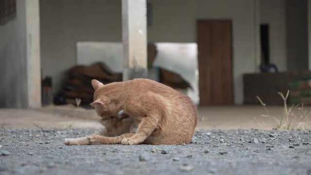 7 shots with orange cat.