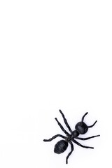 A black plastic spider on isolated background, Top view of a plastic spider on white background