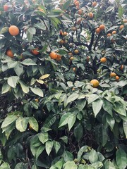 Tangerine tree with fresh mandarins