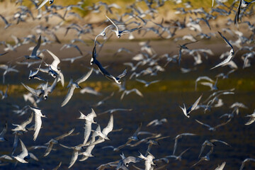 A murmuration of common tern (Sterna hirundo) colony flying at Rooi Els. Western Cape. South Africa